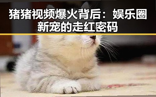 猪猪视频爆火背后：娱乐圈新宠的走红密码